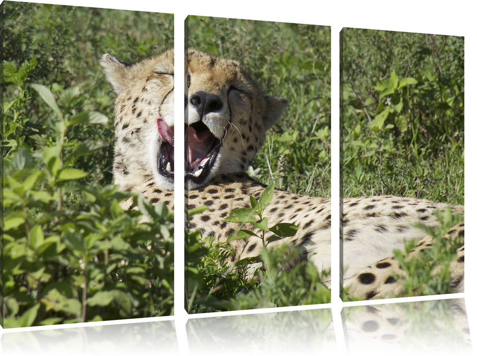 müder Gepard ruht auf Wiese Leinwandbild 3 Teilig