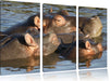 schwimmende Flusspferdfamilie Leinwandbild 3 Teilig