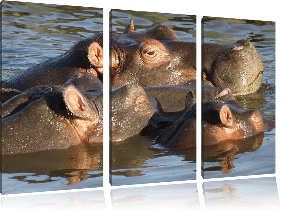 schwimmende Flusspferdfamilie Leinwandbild 3 Teilig