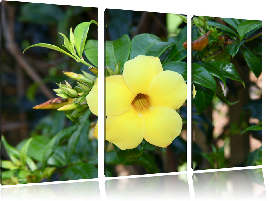 außergewöhnliche gelbe Blüte Leinwandbild 3 Teilig