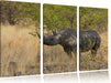 Nashorn in der Savanne Leinwandbild 3 Teilig