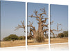 vertrockneter Baum in der Savanne Leinwandbild 3 Teilig