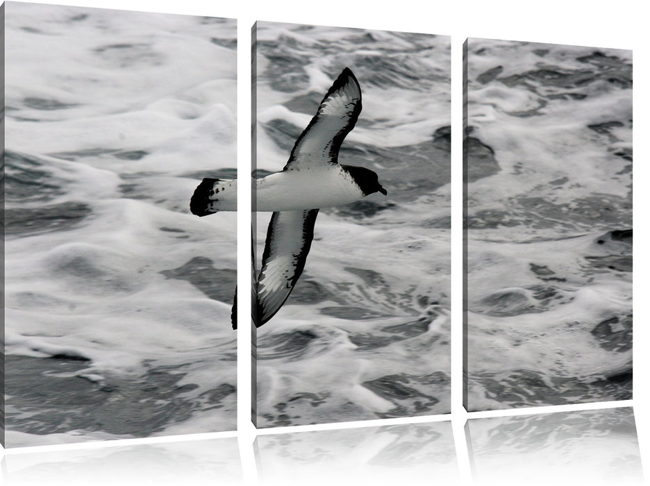 prächtige Möwe fliegt über Wasser Leinwandbild 3 Teilig