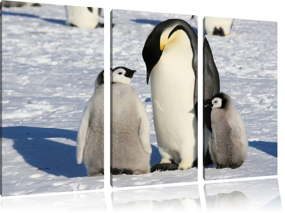 Kaiserpinguin mit Küken Leinwandbild 3 Teilig