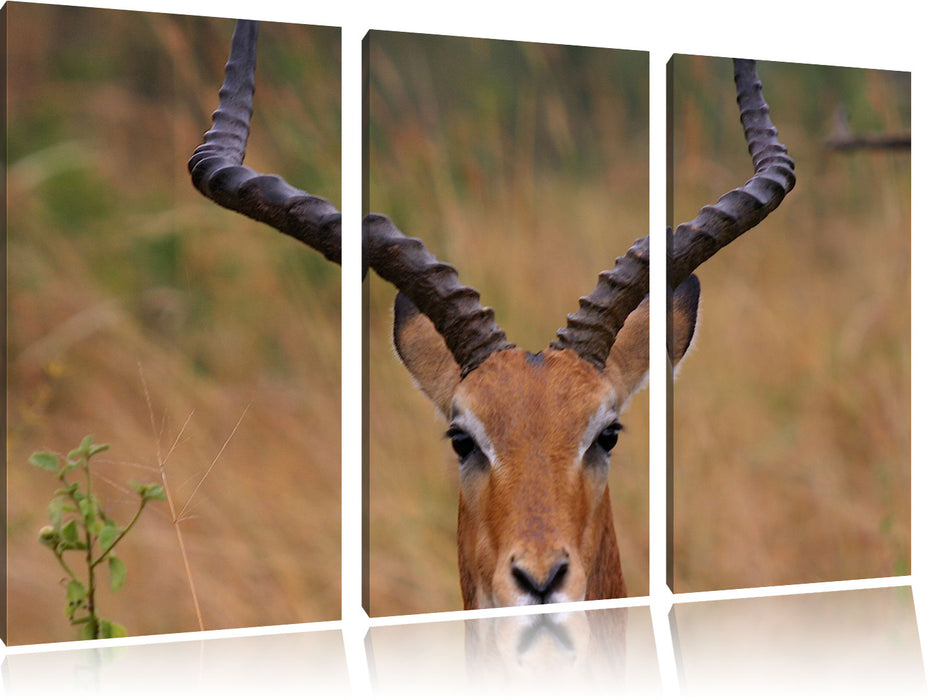 prächtige Dorkasgazelle Leinwandbild 3 Teilig