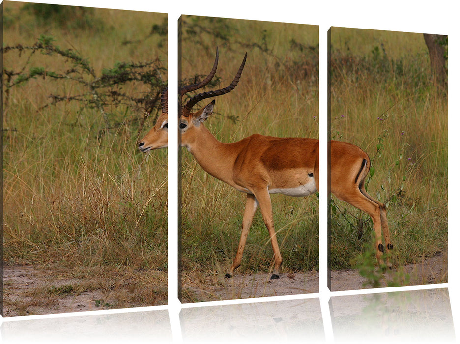 Dorkasgazelle in der Savanne Leinwandbild 3 Teilig