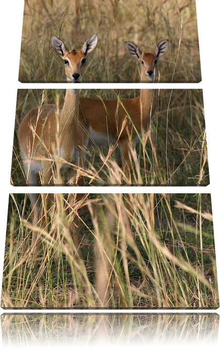 Gazellen im Wildgras Leinwandbild 3 Teilig