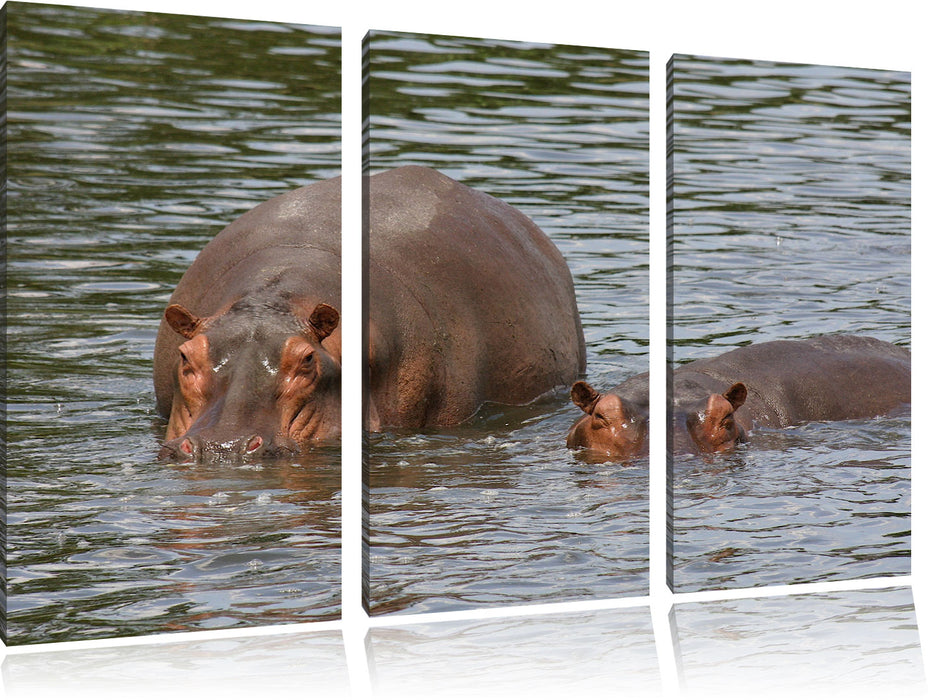 zwei Flusspferde im hohen Wasser Leinwandbild 3 Teilig