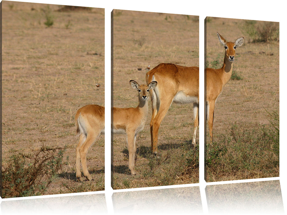 Gazelle mit Jungtier Leinwandbild 3 Teilig