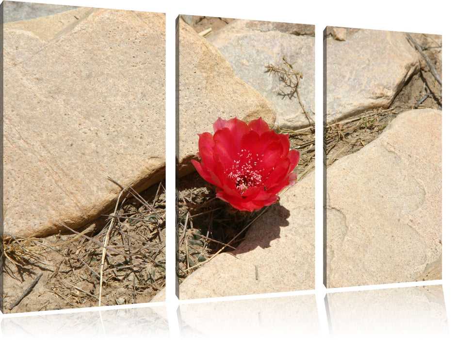 prächtige rote Kaktusblüte Leinwandbild 3 Teilig