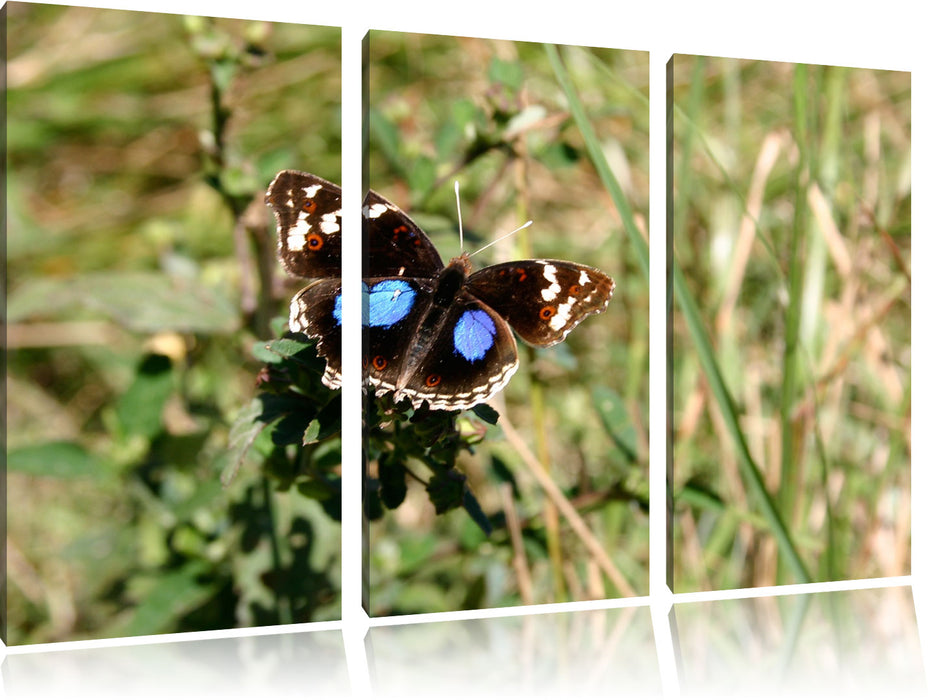 Schmetterling auf Grashalm Leinwandbild 3 Teilig