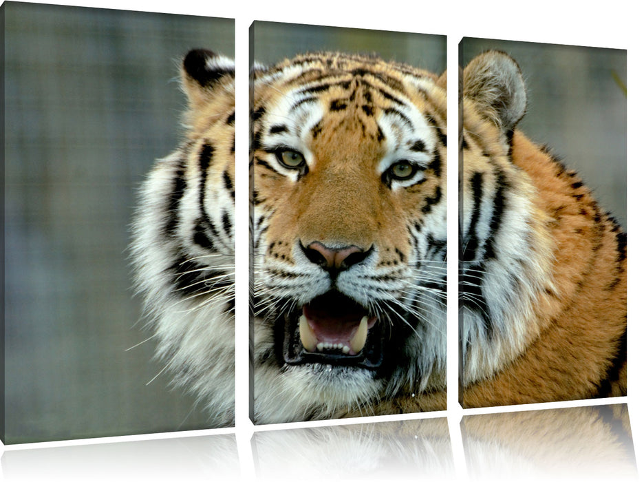 Tiger mit offenem Maul Leinwandbild 3 Teilig