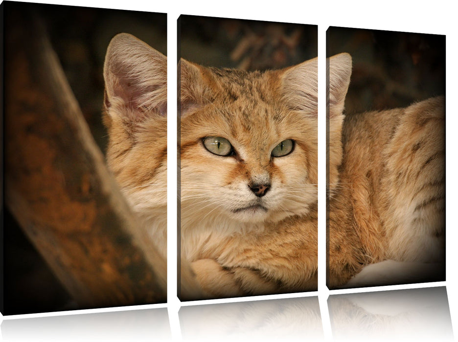 kleine Sandkatze Leinwandbild 3 Teilig