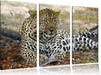 liegender Leopard im Laub Leinwandbild 3 Teilig