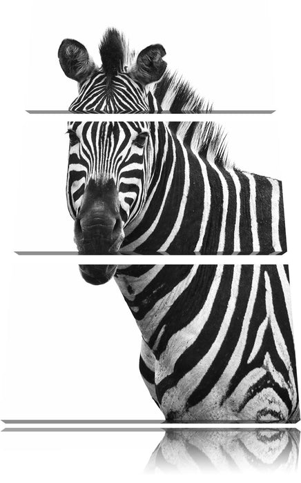 Zebra im Portrait Leinwandbild 3 Teilig