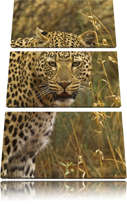 Leopard beobachtet Umgebung Leinwandbild 3 Teilig