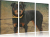 prächtiger Rottweiler Leinwandbild 3 Teilig