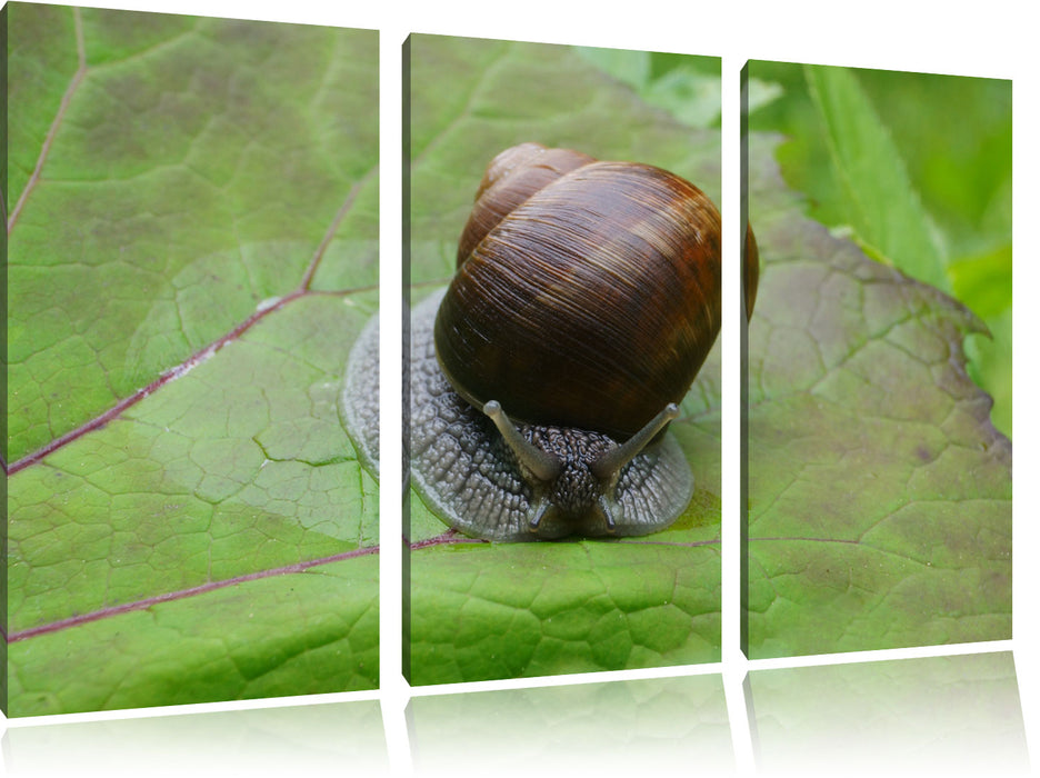 kleine Schnecke mit Schneckenhaus Leinwandbild 3 Teilig