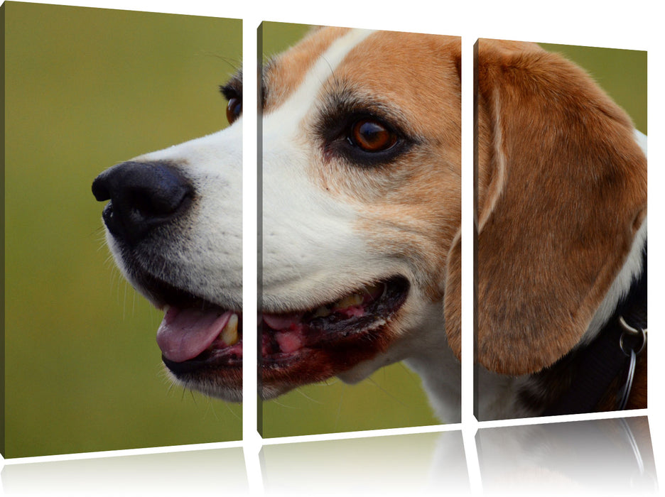 schöner Beagle im Seitenprofil Leinwandbild 3 Teilig