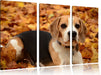 kleiner Beagle im Laub Leinwandbild 3 Teilig