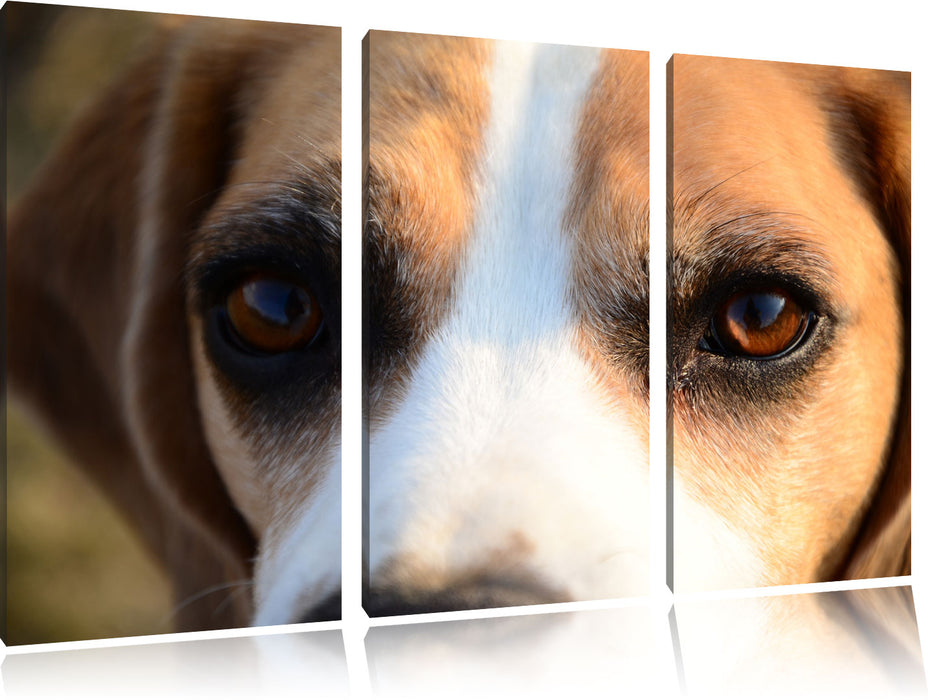 große Beagle-Augen Leinwandbild 3 Teilig