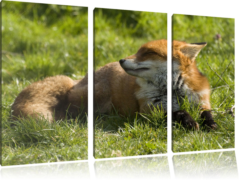 Kleiner Fuchs auf Wiese Leinwandbild 3 Teilig