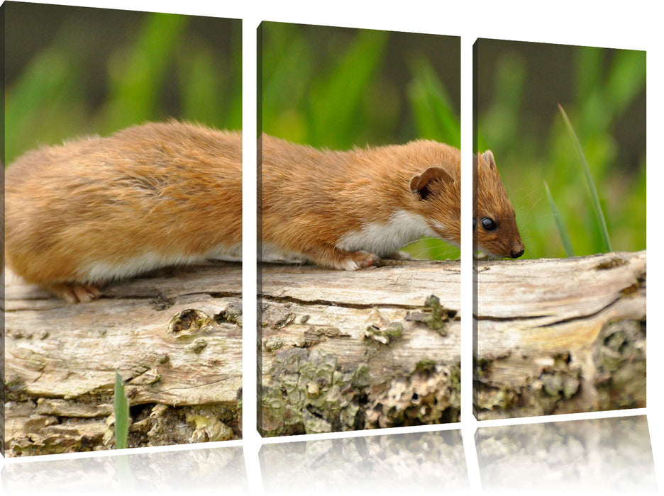 wildes Frettchen Leinwandbild 3 Teilig