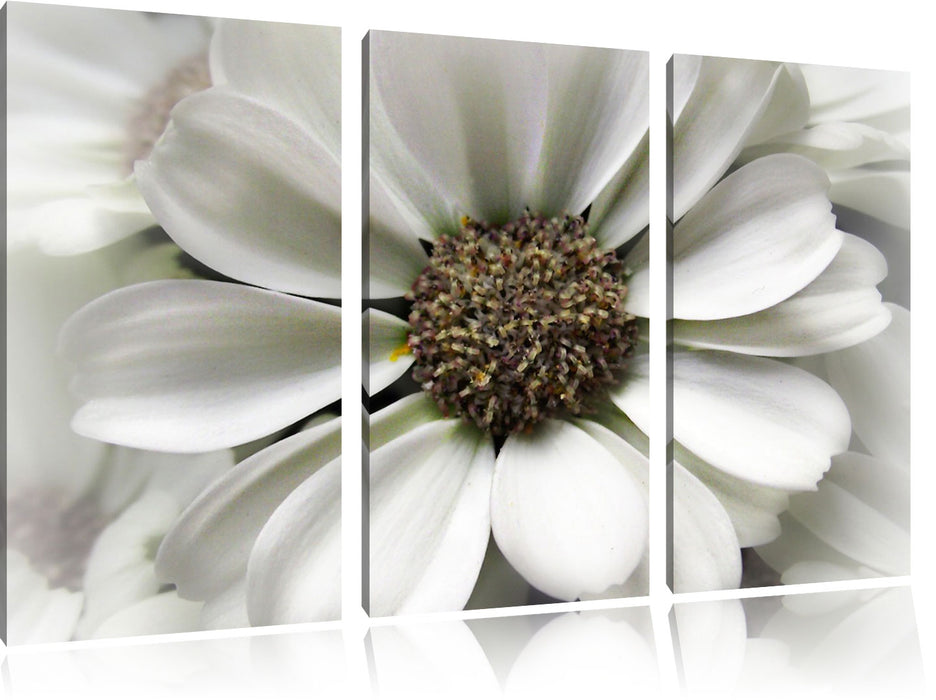 kleine weiße zarte Blüte Leinwandbild 3 Teilig