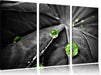 Regentropfen auf Pflanze Leinwandbild 3 Teilig