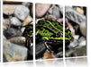 grüne Kröte in Steinbett Leinwandbild 3 Teilig