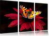 Schmetterling auf roter Blüte Leinwandbild 3 Teilig