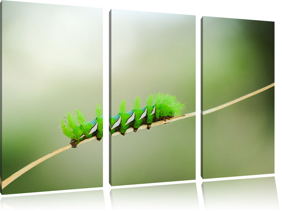 seltene grüne Raupe Leinwandbild 3 Teilig