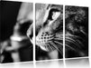 anmutige Katze im Seitenprofil Leinwandbild 3 Teilig