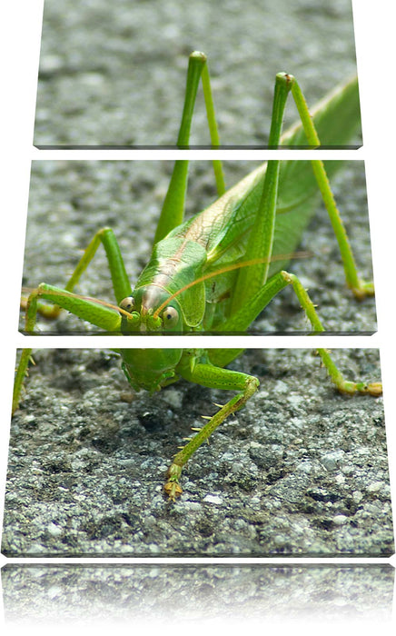 freche kleine Heuschrecke Leinwandbild 3 Teilig