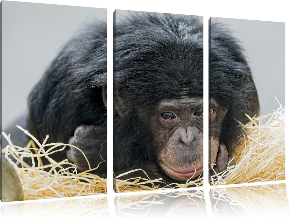 kleiner Schimpanse im Heu Leinwandbild 3 Teilig