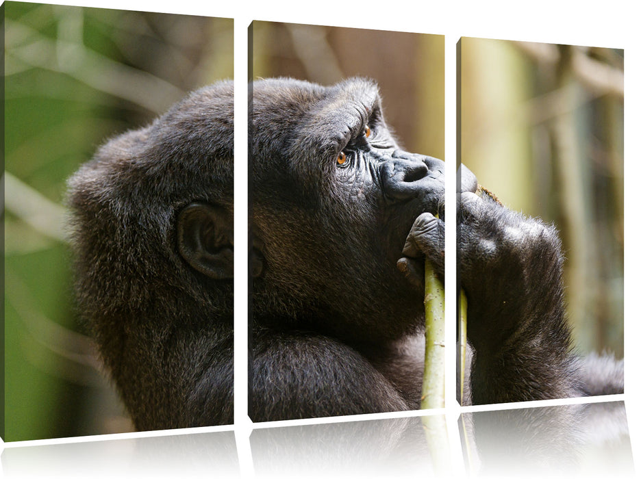 Gorilla isst Leinwandbild 3 Teilig