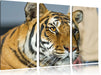 schöner Tiger Leinwandbild 3 Teilig