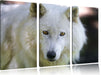 wunderschöner Polarwolf Leinwandbild 3 Teilig