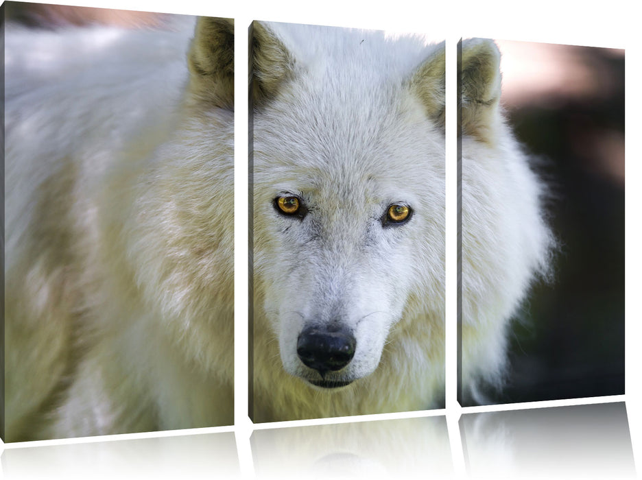 wunderschöner Polarwolf Leinwandbild 3 Teilig