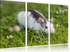 kleine Maus auf Blumenwiese Leinwandbild 3 Teilig