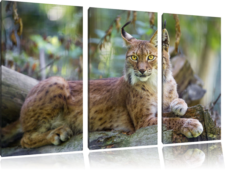 aufmerksamer Luchs Leinwandbild 3 Teilig