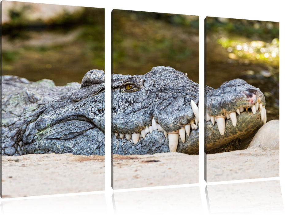 gigantisches Krokodil Leinwandbild 3 Teilig
