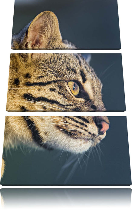 Bengalkatze im Profil Leinwandbild 3 Teilig