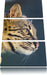 Bengalkatze im Profil Leinwandbild 3 Teilig