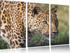 schleichender Leopard Leinwandbild 3 Teilig