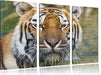 Tiger im Wasser Leinwandbild 3 Teilig