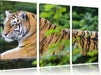 anmutiger Tiger auf Baumstamm Leinwandbild 3 Teilig