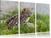 junger Leopard im Gras Leinwandbild 3 Teilig