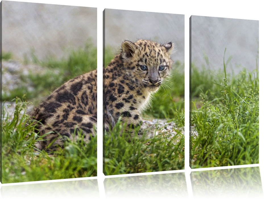 junger Leopard im Gras Leinwandbild 3 Teilig