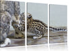 kleiner Leopard beim Spielen Leinwandbild 3 Teilig